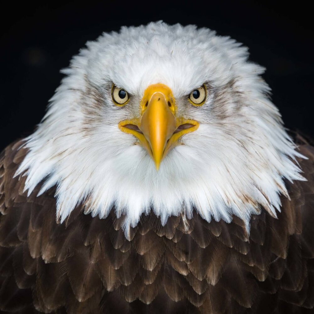 Meet your Posher, Marcus